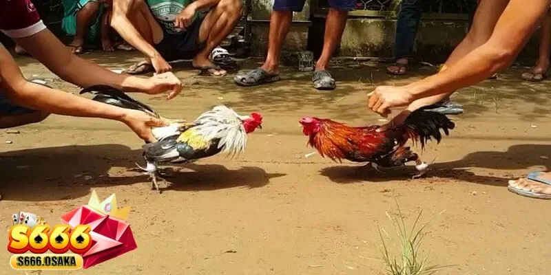 đá gà tre